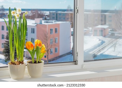 Spring Flowers In Flowerrpots On Windowsill In Snowy Town