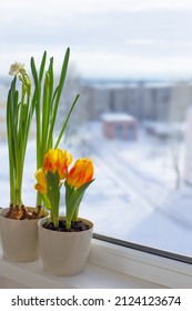 Spring Flowers In Flowerrpots On Windowsill In Snowy Town