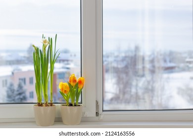 Spring Flowers In Flowerrpots On Windowsill In Snowy Town