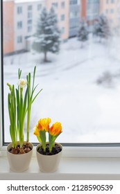 Spring Flowers In Flowerrpots On Windowsill In Snowy Town