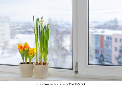 Spring Flowers In Flowerrpots On Windowsill In Snowy Town