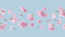 Fleurs De Printemps Volent Sur Fond Bleu Ciel. Bel Arrangement Floral Rose Pastel. Fond D'écran D'été.