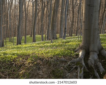 Spring Flowers In The Forest, White Anemone, Anemone Nemorosa, Ground Flor Witch White Anemone, Undergrowth.