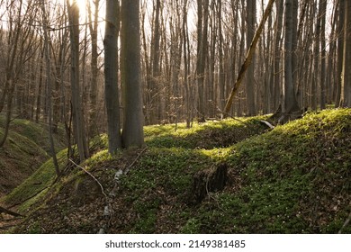 Spring Flowers In The Forest, White Anemone, Anemone Nemorosa, Ground Flor Witch White Anemone, Undergrowth.
