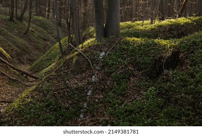 Spring Flowers In The Forest, White Anemone, Anemone Nemorosa, Ground Flor Witch White Anemone, Undergrowth.
