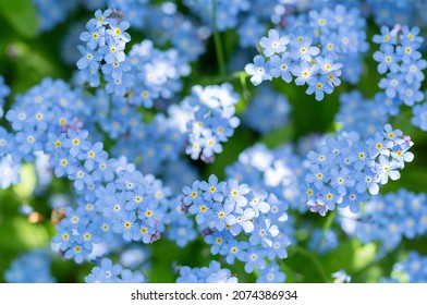 Spring flowers. Forget-me-not flowers in a garden, top view