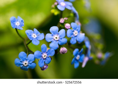 Spring flowers, forget-me-not. Selective focus