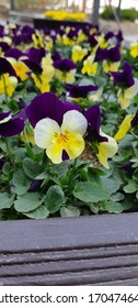 spring flowers fresh beautiful days - Shutterstock ID 1704746416