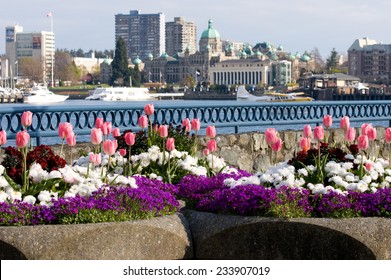 Spring Flowers In Front Of Parliament Buildings And Inner Harbour, Victoria, BC, Canada