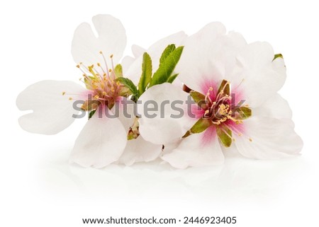 Spring flowers of fruit tree isolated on a white background