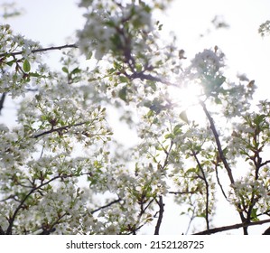 Spring flowers of fruit trees