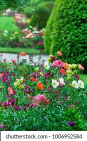 spring flowers in the garden - Shutterstock ID 1006952584