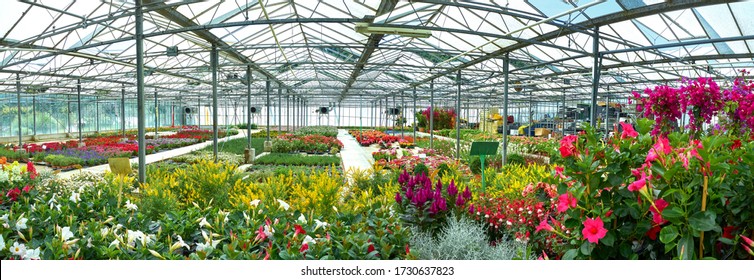 Spring Flowers In Garden Center