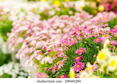 Spring Flowers In Garden Center Greenhouse Choice Of Potted Plants