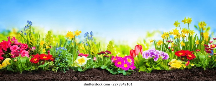 Spring flowers in the garden in front of blue sunny sky - Powered by Shutterstock