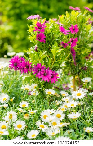 Similar – Astern Sommer Garten Natur