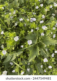  spring flowers in the grass 