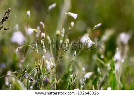 Similar – Foto Bild Sommergrüße SE Umwelt