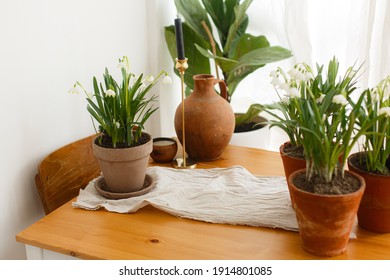 Spring flowers growing in clay pots and terracotta vase on rustic wooden table with linen fabric in room. Rural still life. Hello spring. Gardening and botany concept. First flowers spring snowflake - Powered by Shutterstock