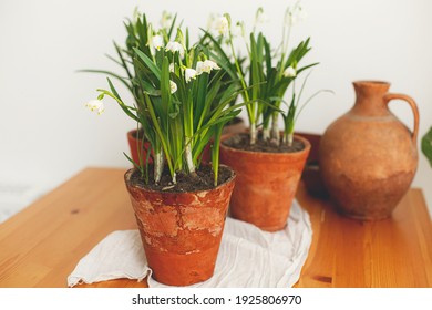 Spring flowers growing in clay pots and terracotta vase on rustic wooden table with linen fabric in room. Rural still life.   - Powered by Shutterstock