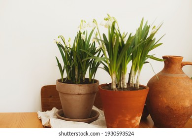 Spring flowers growing in clay pots and terracotta vase on rustic wooden table with linen fabric in room. Rural still life. Hello spring. Gardening and botany concept. First flowers spring snowflake - Powered by Shutterstock