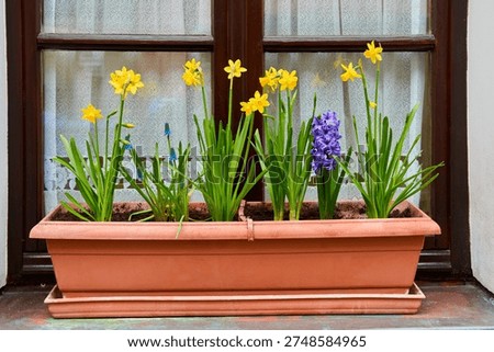 Spring flowers growing in a window box with blooming yellow daffodils and purple hyacinth on a residential window sill. Fresh seasonal decoration creating a cozy home atmosphere and colorful natural urban gardening scene.