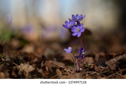 Spring Flowers (Hepatica Nobilis) In The Forest In Estonia.