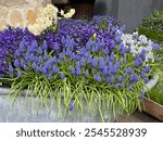 Spring flowers hyacinth and muscari in old bath