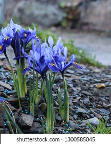 Spring flowers. Iiris. Plants of the Iris family bloom in the mountains, among stones 