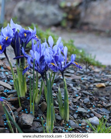 Spring flowers. Iiris. Plants of the Iris family bloom in the mountains, among stones 