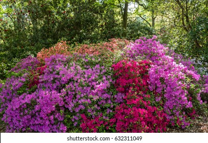 Spring flowers in Isabella Plantation, Richmond Park - Shutterstock ID 632311049