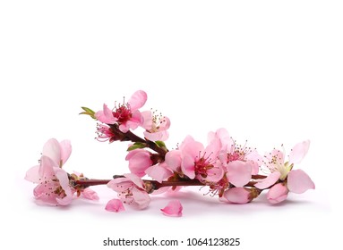 Spring flowers isolated on white, with clipping path