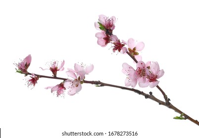 Spring flowers isolated on white, with clipping path - Shutterstock ID 1678273516