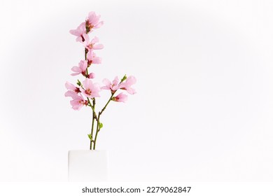 Spring flowers isolated on white, with clipping path. Minimalistic style pink spring flowers in white - Powered by Shutterstock
