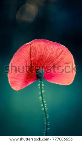 Similar – Foto Bild Mohn am Donnerstag Natur