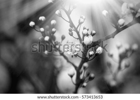 Similar – Decoration with baby’s breath and glass vase in front of pink background