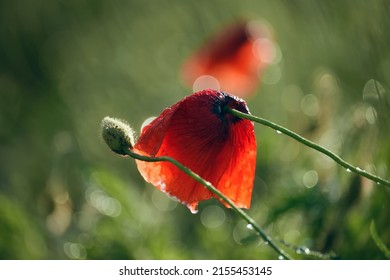 5,502 Poppy rain Images, Stock Photos & Vectors | Shutterstock