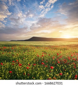 Spring flowers in meadow at sunset. Poppy and rapeseed field. Beautiful landscapes.