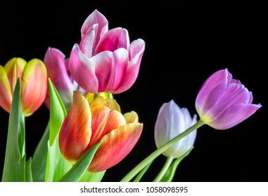 Our Time Lapse Photo Sequence Tulips Go >> Stargazer Lily Time Lapse Isolated On Stock Photo Edit Now Our Time Lapse Photo Sequence Tulips Go >> Stargazer Lily Time Lapse Isolated On Stock Photo Edit Now
