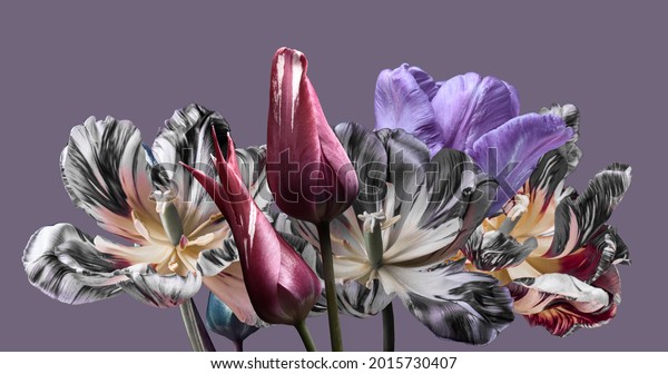 spring flowers, multicolored tulips on a light purple background, studio shot. 