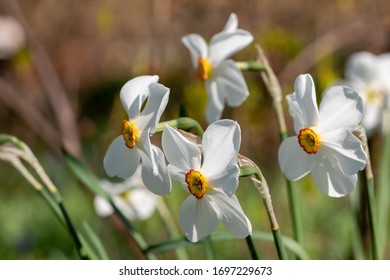 Narcissus Izobrazheniya Stokovye Fotografii I Vektornaya Grafika Shutterstock