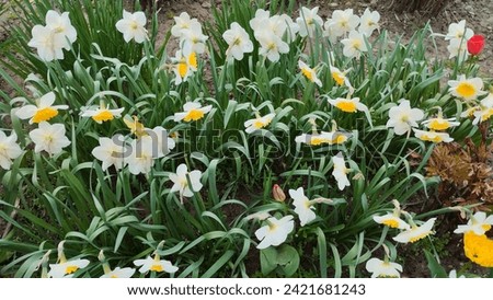 Spring flowers, nature, flowers narcissus 