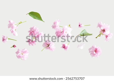 Similar – Foto Bild Kirschblüten-Zauber in rosa vor blauem Himmel | Hanami | den Frühling feiern.