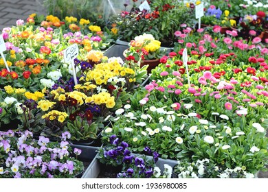 spring flowers on the flower market daisies pansies, primula