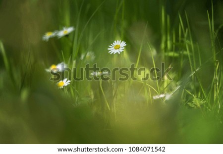 little flower Environment