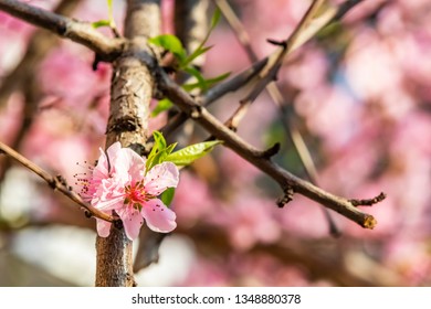 spring flowers on tree branches in nature