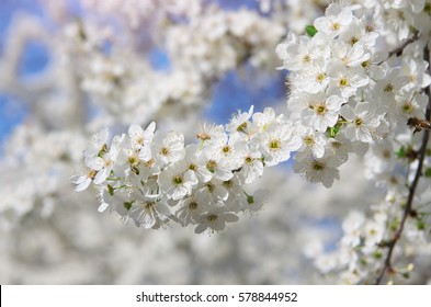 Spring flowers on tree. Element of design.