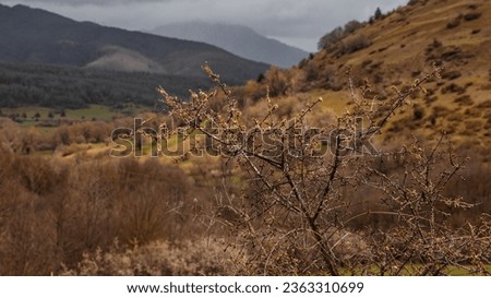 Spring flowers on a tree near
 The Vomano River flows in the province of Teramo. Picturesque mountainous area, on the northwestern slopes of Monte San Franco.