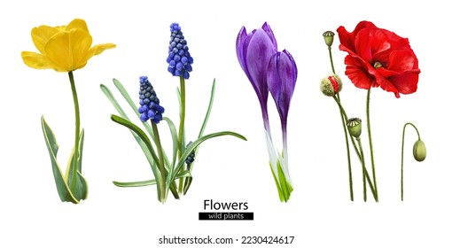 Spring flowers on a white background. Botanical digital flower illustration. Watercolor flowers. Poppy. Tulip. Muscari. Crocus. - Shutterstock ID 2230424617