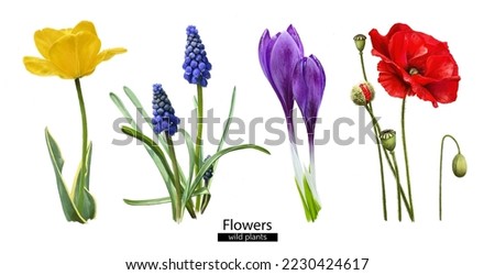 Spring flowers on a white background. Botanical digital flower illustration. Watercolor flowers. Poppy. Tulip. Muscari. Crocus.